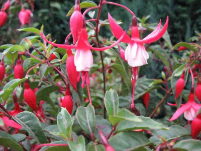 IMG_2033_Fuchsia_Madame_Cornelissen_.JPG