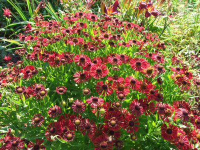 2020_0509AugustHochsommer0182.JPG