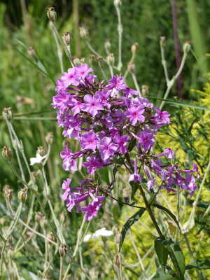 2020-08-08 Phlox Sämling FE 3.jpg