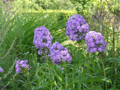2020-08-08 Phlox Sämling 3.jpg