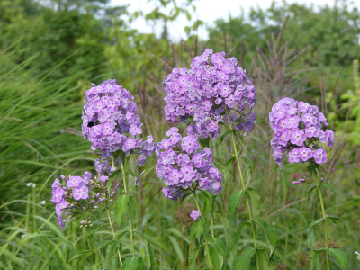 2020-08-08 Phlox Sämling 4.jpg