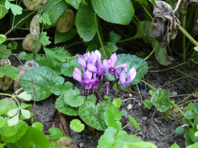 2020-08-08 Cyclamen purpurascens 1.jpg