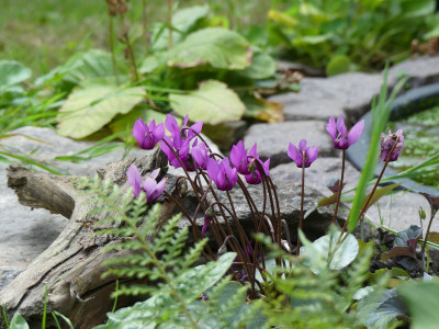 2020-08-08 Cyclamen purpurascens 2.jpg
