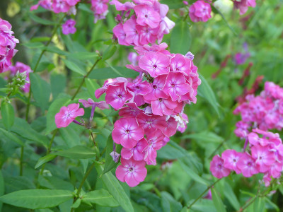 2020-08-08 Phlox 2.jpg