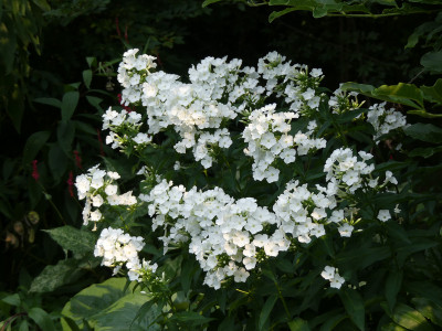 2020-08-08 Phlox 5.jpg