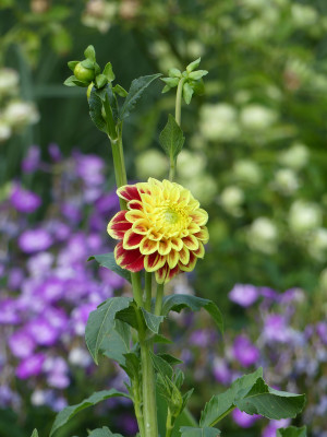 2020-08-08 Dahlia.jpg