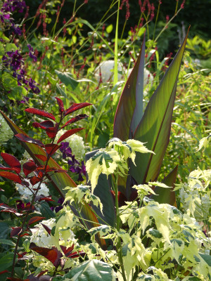 2020-08-08 Gartenimpressionen 2.jpg