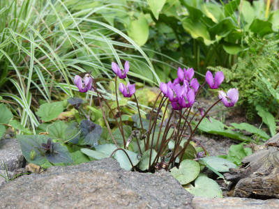 2020-08-08 Cyclamen purpurascens 3.jpg
