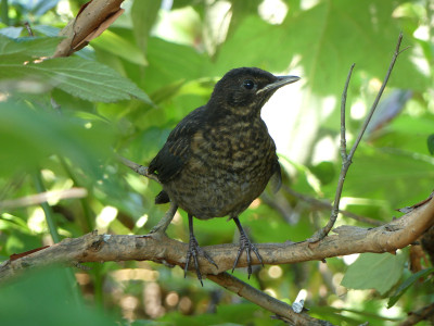 2020-08-08 Amsel 1.jpg
