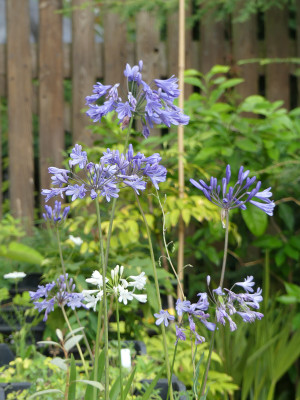 2020-08-08 Agapanthus 4.jpg
