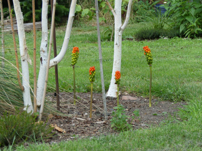 2020-08-08 Arum italicum 1.jpg