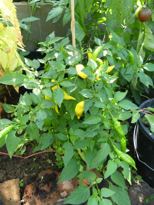 2020-08-08 Chili 'Lemon Drop' 1.jpg