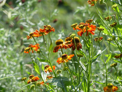 2020-08-08 Helenium.jpg