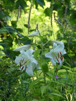 2020-08-08 Lilium 'Casablanca' 1.jpg
