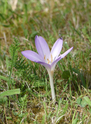 2020-08-08 Colchicum autumnale 2.jpg