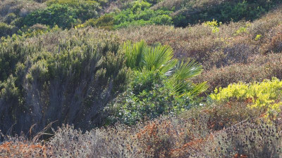 Chamaerops humilis Zwergpalme Charakterart der Garrigue P9250312.JPG