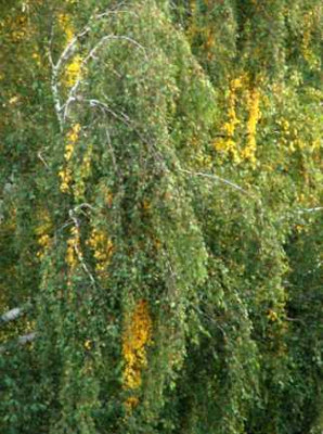 Herbstbirke190907.jpg