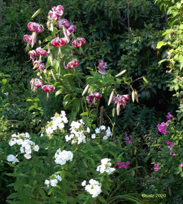 Lilie und Phlox 2020.jpg