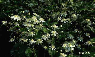 Clematis Paul Farges 2020.jpg