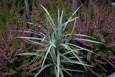 Graeser_Ophiopogon_Vittatus0107.jpg