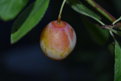 Mirabelle aus SH 009.JPG