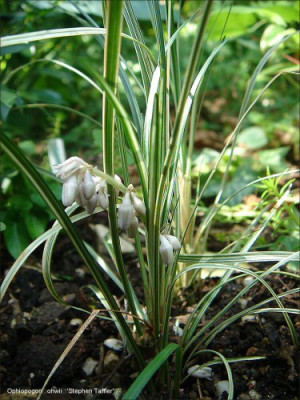 Ophiopogon_ohwii_Stephen_Taffler.jpg