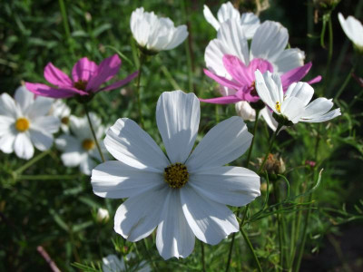 2020_0509AugustHochsommer0084.JPG