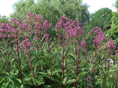 2020_0509AugustHochsommer0160.JPG
