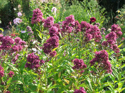 2020_0509AugustHochsommer0091.JPG