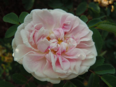 DSCN0009.JPG