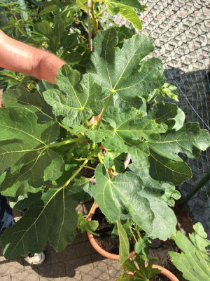 Pastillière bei mir.jpg