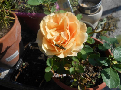 DSCN0192.JPG