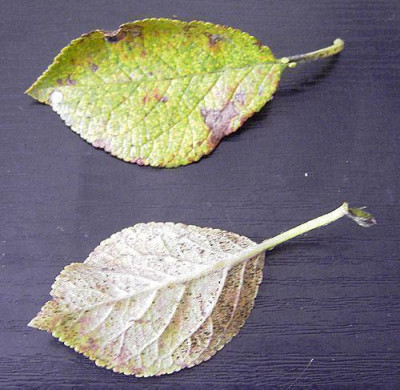 Blatt-Pflaumenbaum.jpg