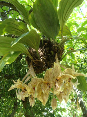 Stanhopea oculata20-4.jpg