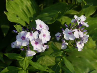 2020-08-09 Phlox 2.jpg