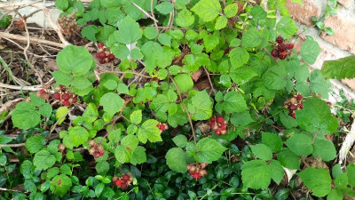 20200729_064208.jpg