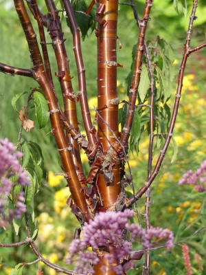 2020-08-09 Prunus serrula 1.jpg