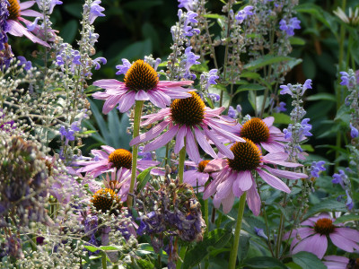 2020-08-09 Echinacea 1.jpg