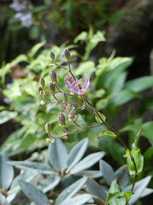 2020-08-09 Tricyrtis formosana 'Spotted Toad'.jpg