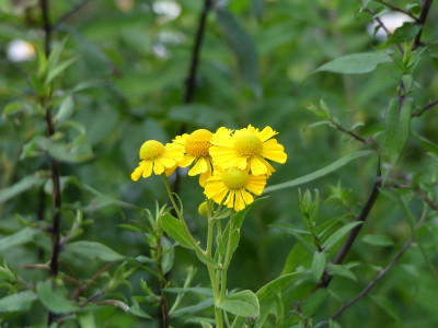2020-08-09 Helenium.jpg