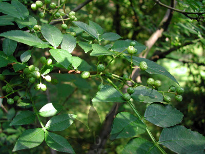 zanthoxylum_simulans_02.jpg