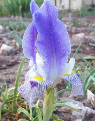 Iris schelkownikowii 20 2.jpg