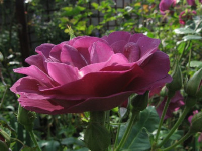 rhapsody_in_blue_113.jpg