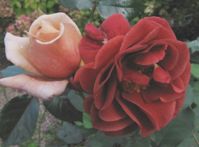Julias_Rose_u_Brown_Velvet.jpg