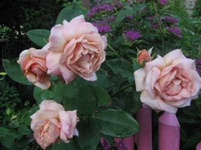 Vidal_Sasson_1111.jpg