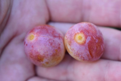 mirabelle sh zwetsche sh 007.JPG