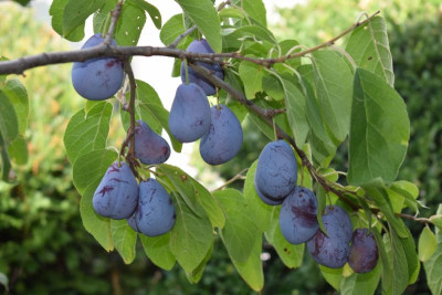 mirabelle sh zwetsche sh 012.JPG