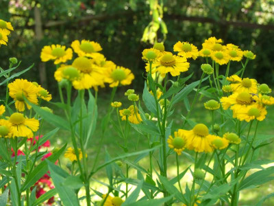 2020_0509AugustHochsommer0063.JPG