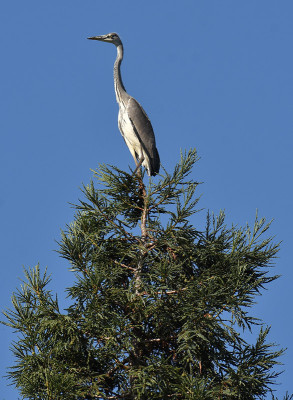 reiher_sequoia.jpg