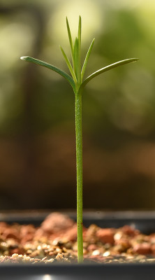 neocallitropsis.jpg
